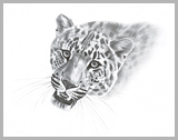 Amur leopard (Panthera pardus)