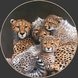 Cheetah (Acinonyx jubatus)