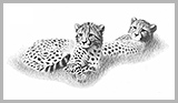 Cheetah cubs (Acinonyx jubatus)