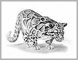 Clouded leopard (Neofelis nebulosa)