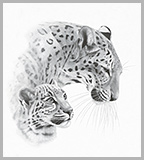 Persian leopards (Panthera pardus)