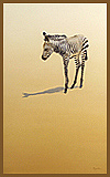 Hartmann's zebra foal (Equus zebra hartmannae)