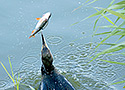 Cormorant (Phalacrocorax carbo)