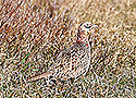 Pheasant female