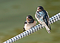 Barnswallows