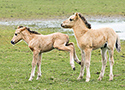 Konik horses in the Oostvaardersplassen