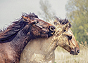 Konik foal (Equus caballus caballus)