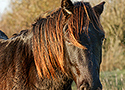 Konik stallion (Equus caballus caballus)