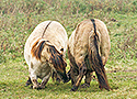 Konik foals