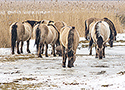 Konik horses in winter, Oostvaardersplassen