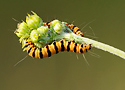 Cinnabar caterpillar (Tyria jacobaeae)