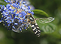 Flower fly (Scaeva pyrastri)