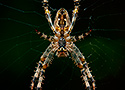 Garden cross spider (Araneus diadematus)