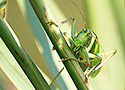 Speckled bush cricket (Leptophyes punctatissima)