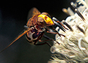 Hornet mimic hoverfly