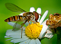 Brindled hoverfly (Helophilus pendulus)