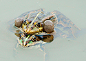 Marsh frog (Pelophylax ridibundus)