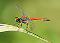 Ruddy darter (Sympetrum sanguineum)